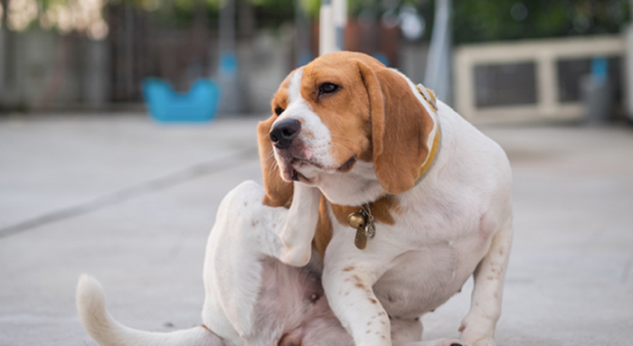 What’s going on with my dog’s skin?