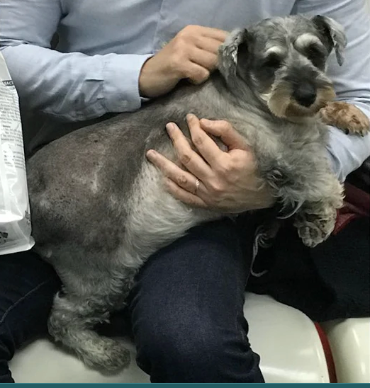 What To Do If Your Pup Is Overweight