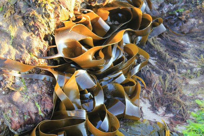 Nutrition Powerhouse: Kelp