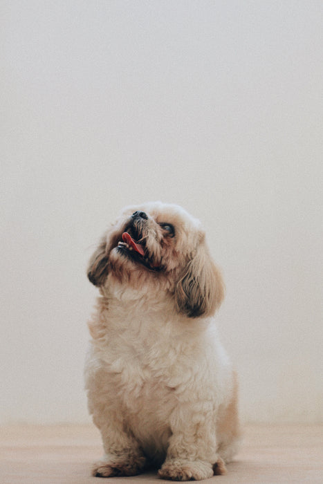 Why Use A Dog Food Delivery Service?