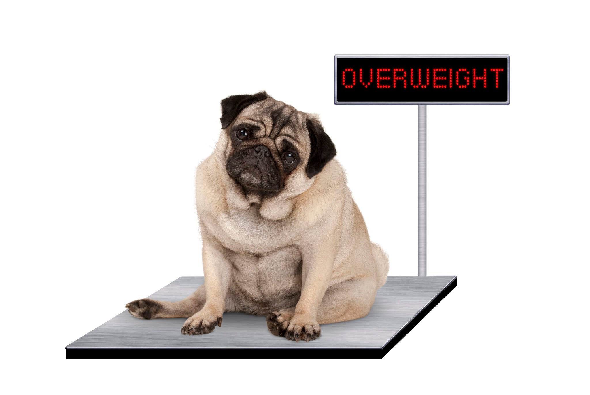 overweightdog