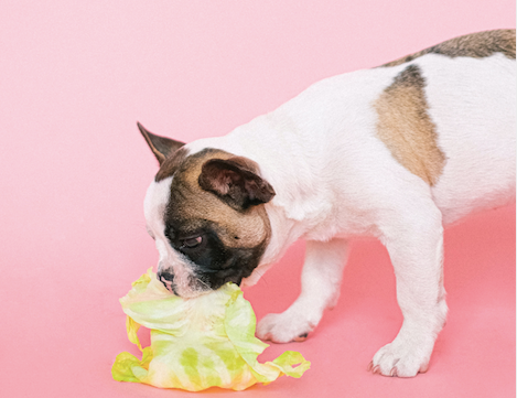 What is the most nutritious dog food?
