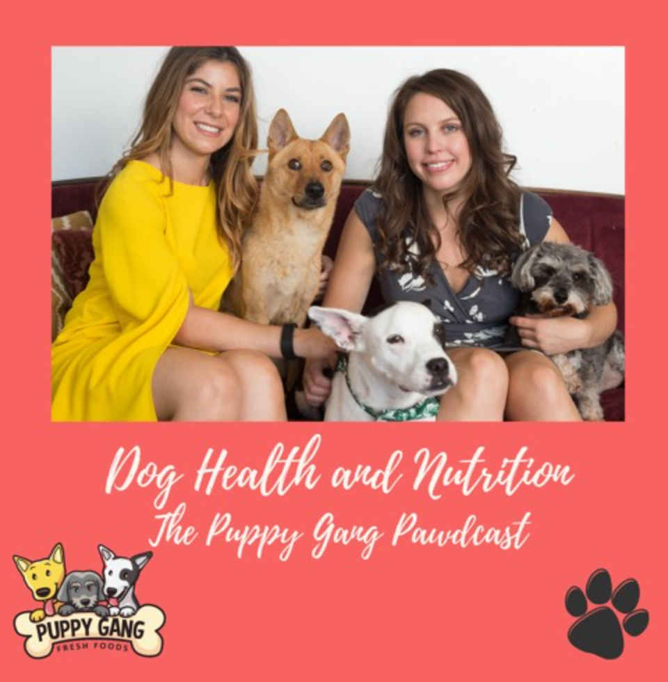 The Puppy Gang Pawdcast: Episode 5: Ageing Backwards: Stories Of Dogs' Transformations