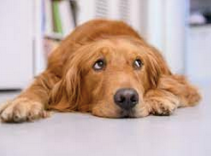 The rise of diabetes in dogs