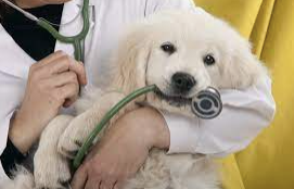 Vet Prescription Diets - What are they?