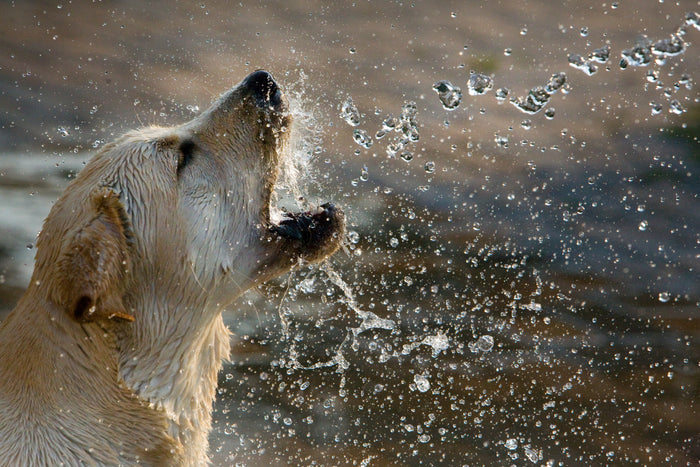 Did You Know Dogs Need Moisture in Their Food?