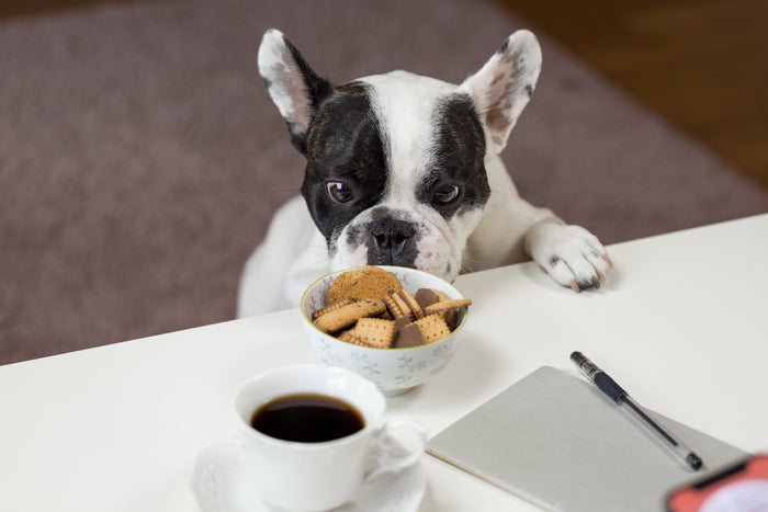 Find the best raw dog food delivery toronto