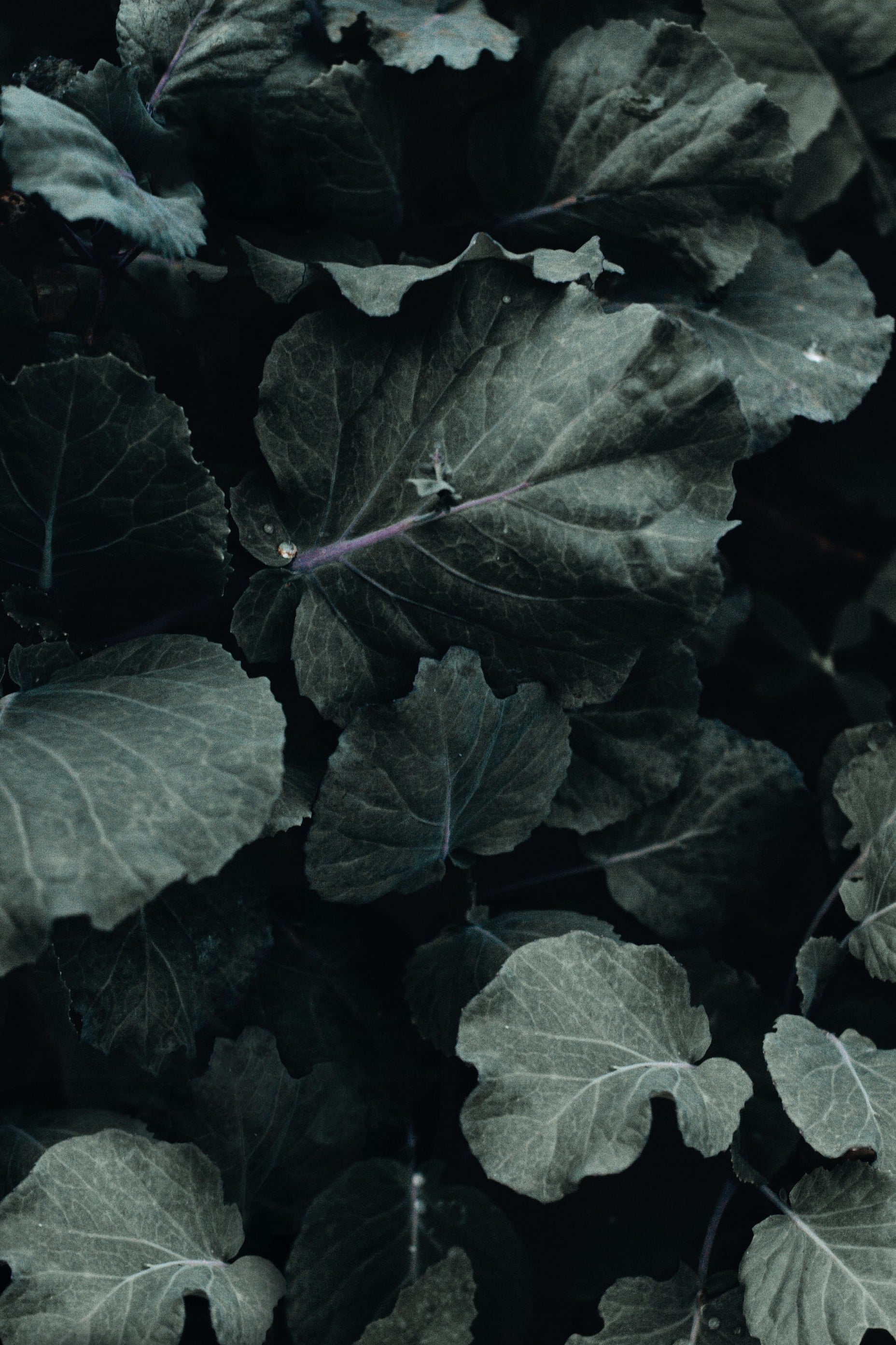 Best Food For Dog with Cancer Toronto Leafy Greens for Dogs Puppy