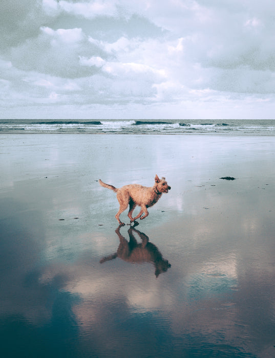 How Much Exercise Does Your Dog Really Need?