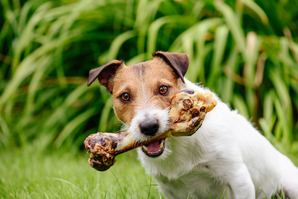 dog with bone 