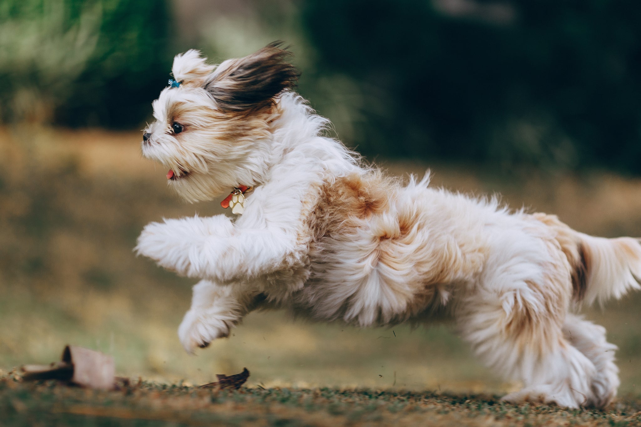 Does My Dog Need a Joint Supplement?
