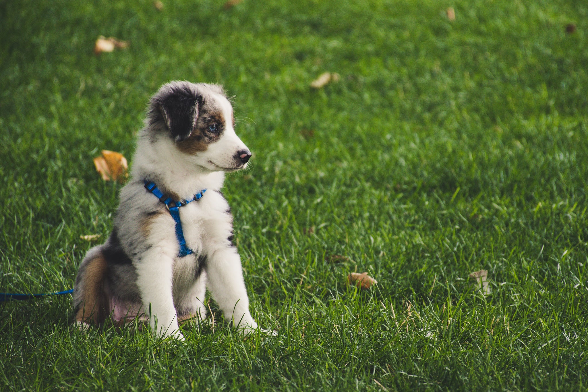 Best puppy food canada online