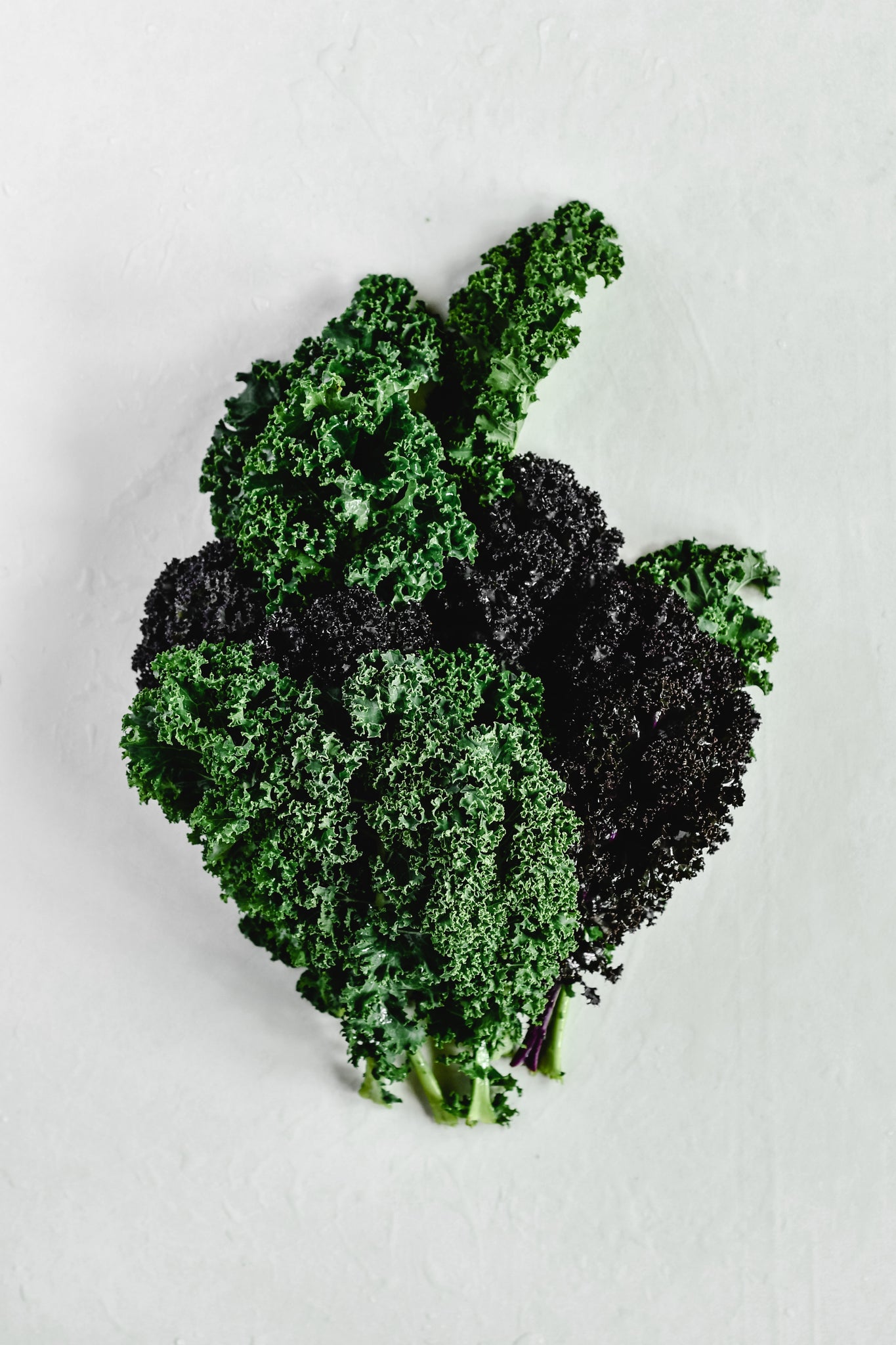 best Dog food supplements Canada