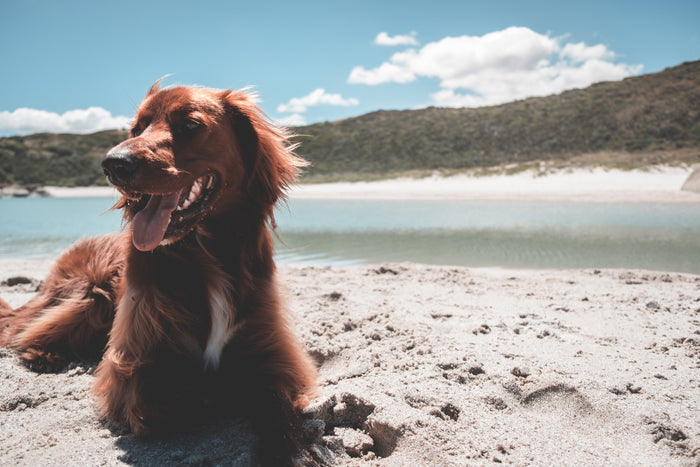 Natural Flea and Tick Prevention for Dogs