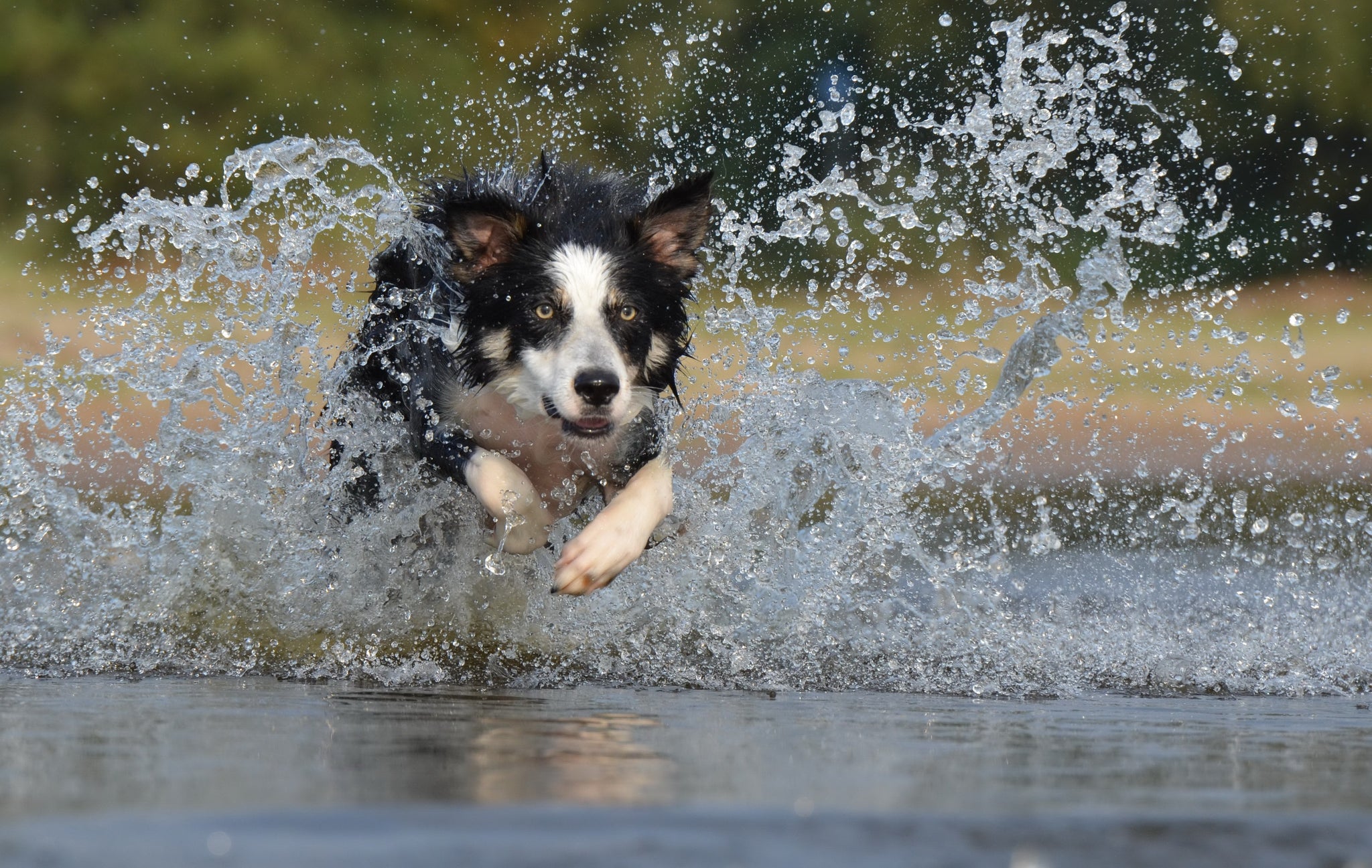 Does My Dog Need A Joint Supplement?