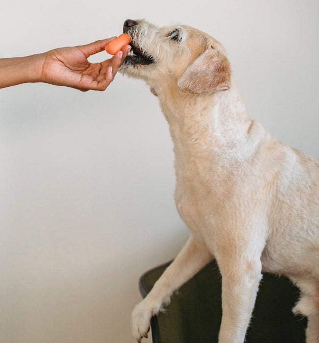 Raw Dog Food Toronto