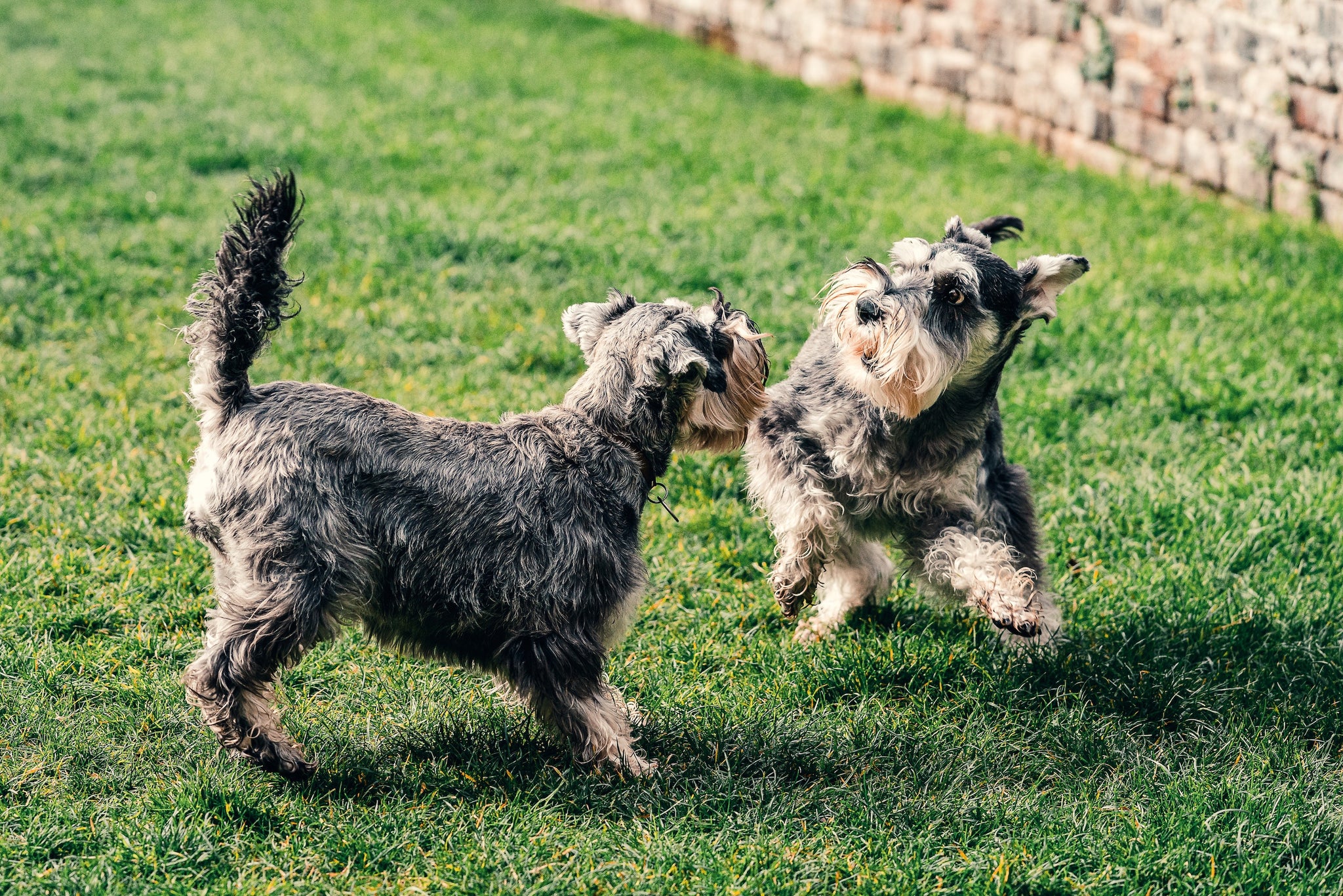 Extending your dog's life